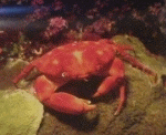 korys